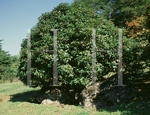 Picture of Ilex verticillata 