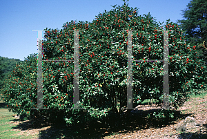 Picture of Ilex verticillata 'Cacapon'