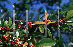 Picture of Ilex decidua 'Cascade'