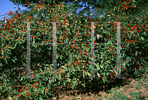 Picture of Ilex verticillata 'Sunset'