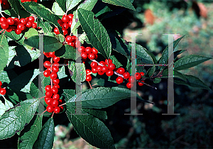 Picture of Ilex verticillata 'Winter Red'