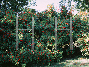 Picture of Ilex verticillata 'Winter Red'