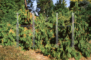 Picture of Thuja occidentalis 'Pendula'