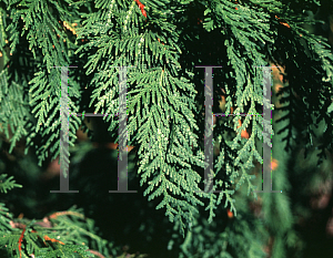 Picture of Thuja occidentalis 'Pendula'