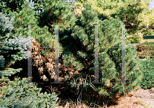 Picture of Pinus mugo var. mugo 