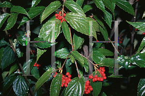 Picture of Viburnum setigerum 