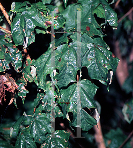 Picture of Acer saccharum 'Eagle Claw'