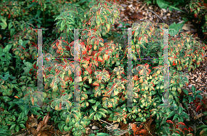 Picture of Forsythia viridissima 'Bronxensis'