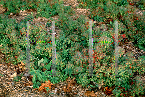 Picture of Forsythia viridissima 'Bronxensis'