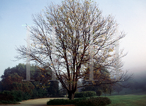 Picture of Gleditsia triacanthos f. inermis 'Skyline'