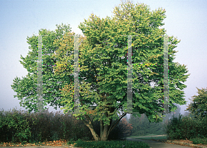 Picture of Cercidiphyllum japonicum 