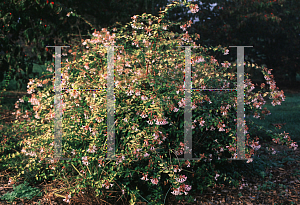 Picture of Abelia x grandiflora 'Francis Mason'