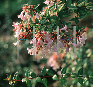 Picture of Abelia x grandiflora 'Francis Mason'