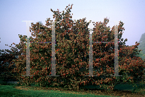 Picture of Cornus florida 'Cherokee Princess'