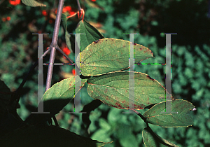 Picture of Viburnum setigerum 