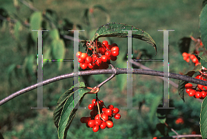 Picture of Viburnum setigerum 