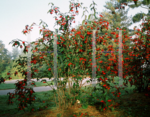 Picture of Viburnum setigerum 