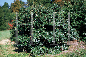 Picture of Viburnum  'Eskimo'