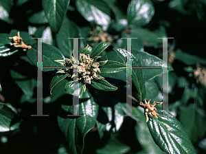 Picture of Viburnum  'Eskimo'