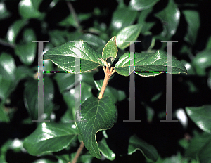 Picture of Viburnum x 'Chesapeake'