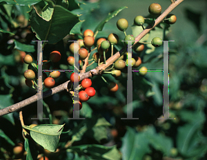 Picture of Ilex opaca 'Sleigh Bells'