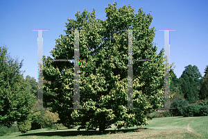 Picture of Carpinus cordata 