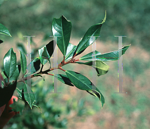 Picture of Ilex x attenuata 'Foster #4'