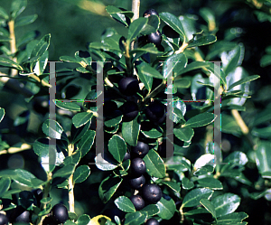 Picture of Ilex crenata 'Green Lustre'