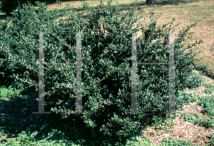 Picture of Ilex crenata 'Green Lustre'