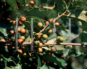 Picture of Ilex opaca 'Marianne'