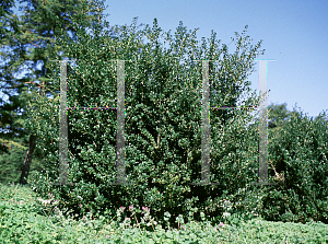 Picture of Ilex crenata 'Highlander'