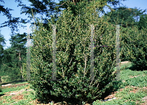 Picture of Ilex crenata 'Xanthocarpa'