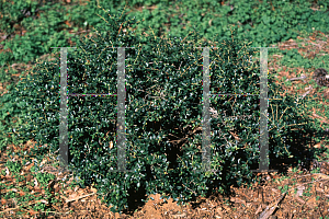 Picture of Ilex crenata 'Red Lion'