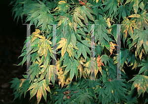 Picture of Acer palmatum (Matsumurae Group) 'Muro gawa'