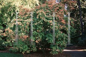 Picture of Acer palmatum (Matsumurae Group) 'Muro gawa'