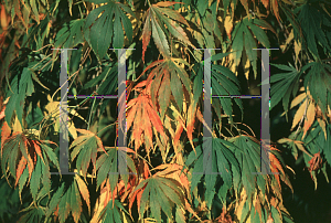 Picture of Acer palmatum (Elegans Group) 'Omure yama'