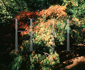 Picture of Acer palmatum (Elegans Group) 'Omure yama'