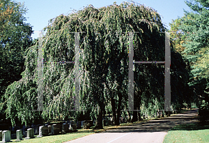 Picture of Prunus subhirtella 'Pendula'