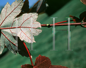 Picture of Acer x freemanii 'Jeffersred (Autumn Blaze)'