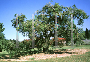 Picture of Sophora japonica 'Pendula'