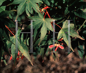 Picture of Acer palmatum(Linearilobum Group) 'Ao shime-no-uchi shidare'