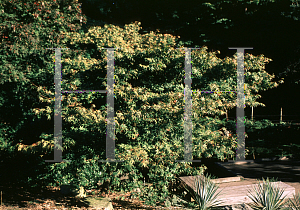 Picture of Acer palmatum(Linearilobum Group) 'Ao shime-no-uchi shidare'