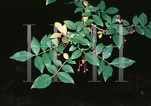 Picture of Zanthoxylum simulans 