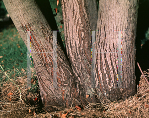 Picture of Amelanchier lamarckii 