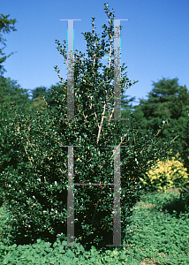 Picture of Ilex crenata 'Sentinel'