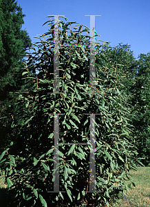 Picture of Viburnum rhytidophyllum 