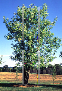 Picture of Ziziphus jujuba 