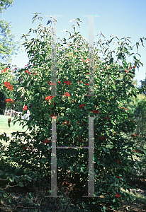 Picture of Viburnum dilatatum 