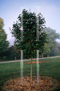 Picture of Acer platanoides 'Undulatum'