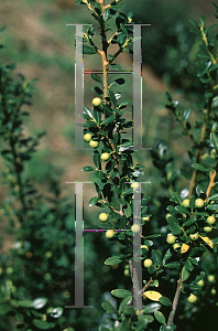 Picture of Ilex crenata 'Xanthocarpa'